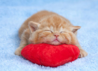 L’arrivo di un nuovo gattino 711 0 037 Arrivo di un nuovo gattino